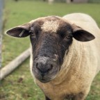 Hiking the Cotswolds