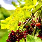 “Wine is Sunlight Held Together by Water”… Galileo