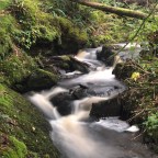 “Gwr heb bwyll llong heb angor” … an old Welch Proverb (“It’s raining old wives and walking sticks”)