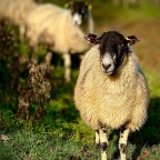 The Cotswolds: Where even the sheep are living the good life